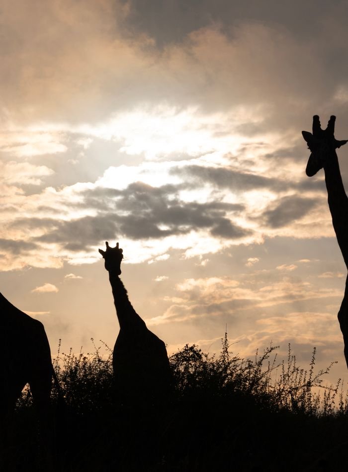 Giraffes silhouetted against an African sunset