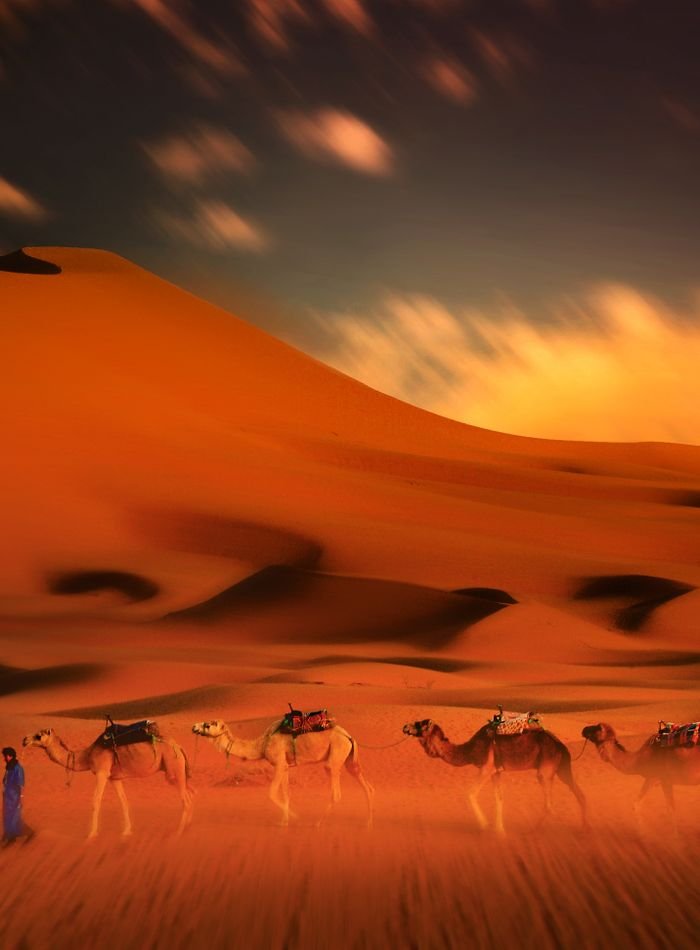 Camel caravan crossing desert dunes at sunset